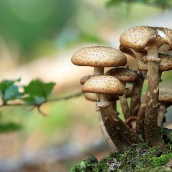 Jak zrobić grzybnię z grzybów i drożdży